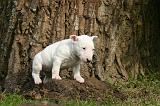 BULL TERRIER MINIATURE 294